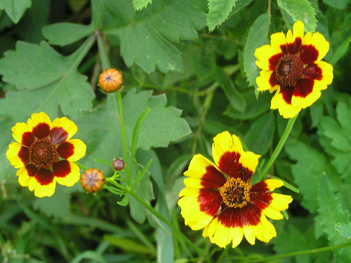 معرفی و راهنمای پرورش گیاهان زینتی - گل اشرفی